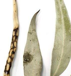 Tear Drop Eucalyptus, 6mm