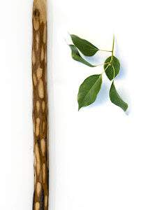 Half Rustic Camphor Tear- Drop Carved. 7.5mm